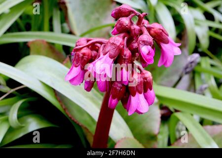 Bergenia cordifolia ‘Purpurea’ Elephant’s Ears Purpurea – tiefrosa Blüten auf dicken roten Stielen, April, England, Großbritannien Stockfoto