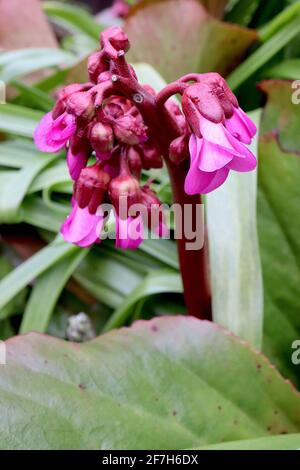 Bergenia cordifolia ‘Purpurea’ Elephant’s Ears Purpurea – tiefrosa Blüten auf dicken roten Stielen, April, England, Großbritannien Stockfoto