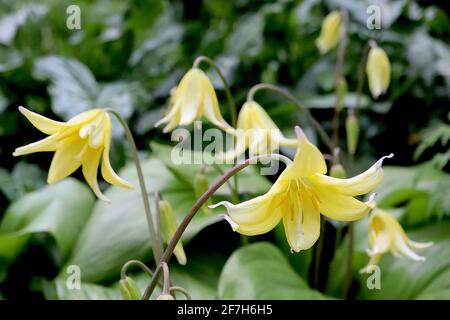 Erythronium ‘Pagode’ Dog’s Zahn violett – breite gelbe glockenförmige Blüten mit aufgebogenen Blütenblättern, April, England, Großbritannien Stockfoto