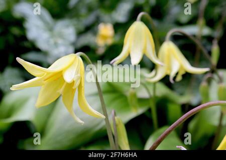 Erythronium ‘Pagode’ Dog’s Zahn violett – breite gelbe glockenförmige Blüten mit aufgebogenen Blütenblättern, April, England, Großbritannien Stockfoto