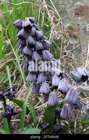 Fritillaria persica ‘Twin Towers Tribute’ Perserlilie – dunkelviolett-schwarze glockenförmige Blüten auf dicken, hohen Stielen, April, England, Großbritannien Stockfoto