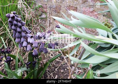 Fritillaria persica ‘Twin Towers Tribute’ Perserlilie – dunkelviolett-schwarze glockenförmige Blüten auf dicken, hohen Stielen, April, England, Großbritannien Stockfoto