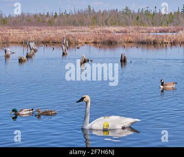 Das George Langman Sanctuary ist ein 61 Hektar großes Grundstück in der Nähe von Orillia, Ontario, Kanada, das als Lebensraum für Vögel und Tiere in einem natürlichen Zustand hinterlassen wurde. Stockfoto