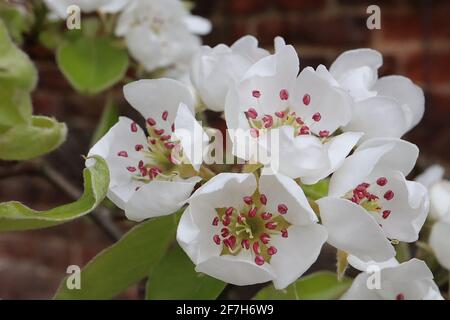 Pyrus pyraster Wildbirnenblüte – weiße, schalenförmige Blüten mit roten Anthern, frische, grüne Ovateblätter, April, England, Großbritannien Stockfoto