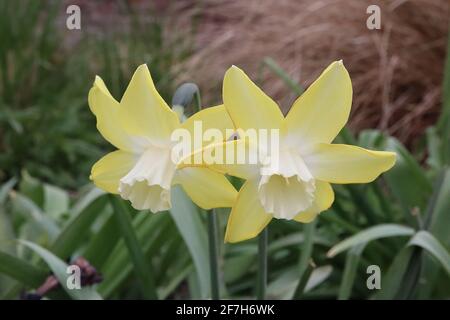 Narcissus / Daffodil ‘Pipit’ Division 7 jonquilla Daffodils vertauschen zweifarbige Blüten, gelbe Blütenblätter und weiße Trompete, April, England, Großbritannien Stockfoto