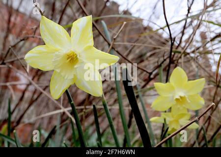 Narcissus / Daffodil ‘Pipit’ Division 7 jonquilla Daffodils vertauschen zweifarbige Blüten, gelbe Blütenblätter und weiße Trompete, April, England, Großbritannien Stockfoto