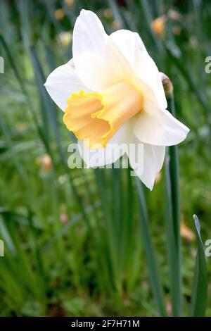 Narcissus / Daffodil ‘Salome’ Division 2 großschalige Daffodils, weiße Blütenblätter, hellrosa, dann gelbe Trompete, gelb umrandete Trompete, April, England, Stockfoto