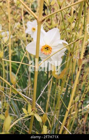 Narcissus / Daffodil Poeticus var. recurvus Division 13 Botanischer Name Daffodil – weiße Blütenblätter und kleine gelbe Tasse mit rotem Rand, Stockfoto