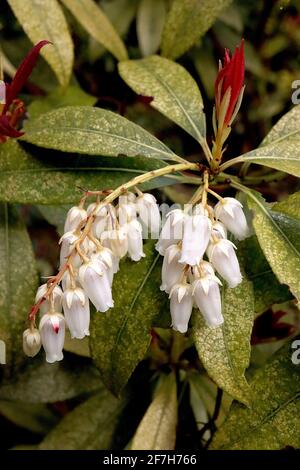 Pieris japonica ‘Forest Flame’ Japanische Pieries Forest Flame – rote Triebe, weiße, urnenförmige Blüten und melierte Blätter, April, England, Großbritannien Stockfoto