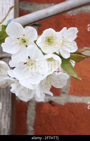 Prunus avium ‘Stella’ Süße Kirsche Stella – weiße, schalenförmige Blüten mit vielen Staubgefäßen, April, England, Großbritannien Stockfoto