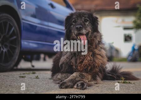 Ein großer brauner Hund, der mit seiner Zungenaue und gekreuzten Pfoten vor einem blauen Auto sitzt. Wachhund sitzt vor einem blauen Auto. Stockfoto