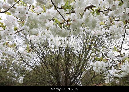 Prunus ‘Shogetsu’ Shogetsu Kirschblüte – doppelte weiße Blüten und frische grüne Blätter, April, England, Großbritannien Stockfoto