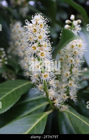 Prunus laurocerasus Kirsche Lorbeer – aufrechte Blütenspitzen mit winzigen weißen Blüten und Sternstamen, April, England, Großbritannien Stockfoto