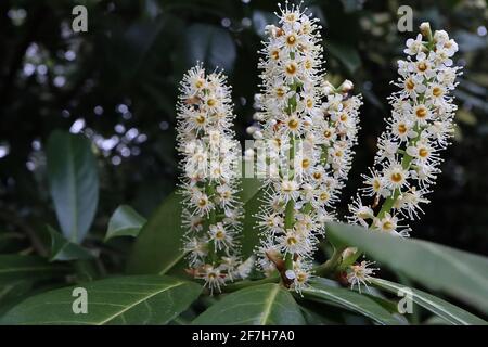 Prunus laurocerasus Kirsche Lorbeer – aufrechte Blütenspitzen mit winzigen weißen Blüten und Sternstamen, April, England, Großbritannien Stockfoto