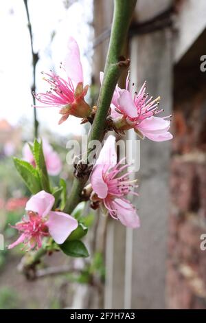 Prunus persica var nectarina ‘Lord Napier’ Nectarine Lord Napier – rosa schalenförmige Blüten und frische grüne elliptische Blätter, April, England, Großbritannien Stockfoto