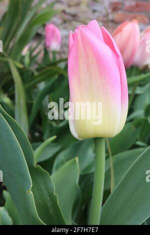 Tulipa ‘elegant Lady’ Lily flowering 6 elegante Lady Tulpe - zitronengelbe Blüten, weiche rosa Ränder, April, England, UK Stockfoto