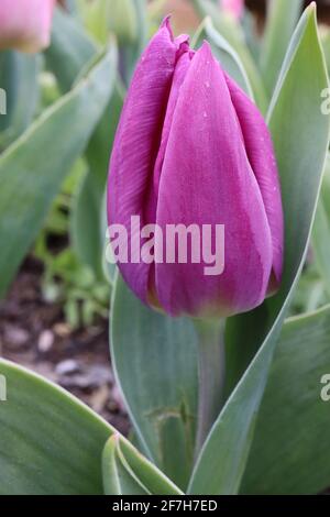 Tulipa ‘Purple Prince’ Single Early 1 Purple Prince Tulpe – lila Blüten, lila Ränder, gelbe Basis, April, England, VEREINIGTES KÖNIGREICH Stockfoto