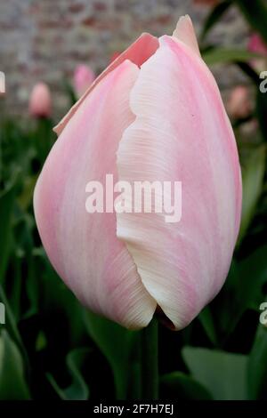 Tulipa ‘Apricot Pride’ Darwin Hybrid 4 Apricot Pride Tulpe – rosa Blüten mit weichen Aprikosenrändern und zentraler Aprikosenflamme, April, England, UK Stockfoto