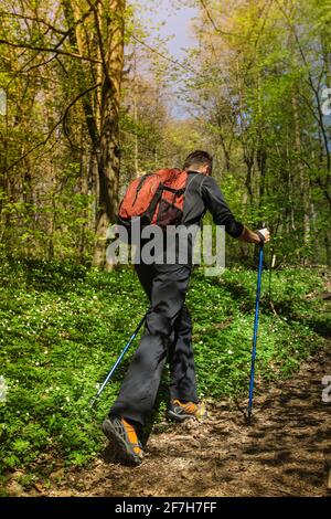 Eine Person geht bergauf mit einem Satz von Trekkingstöcken und Schuhen, in schwarz gekleidet mit einem roten Rucksack. Umgebung in einem Wald. Stockfoto