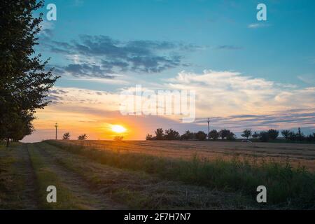 Panoramablick auf ein Weizenfeld bei farbenprächtigem Sonnenuntergang. Buntes Landwirtschaftsfeld mit sichtbaren Anzeichen von Umdrehen und Fahren mit dem Traktor. Stockfoto