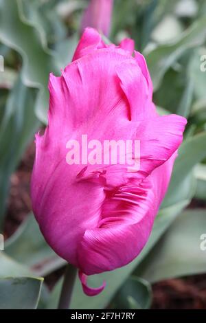 Tulipa gesneriana var dracontia ‘Negrita Parrot’ Parrot 10 Negrita Parrot Tulpe – verdrehte tiefviolette Blütenblätter, April, England, Großbritannien Stockfoto