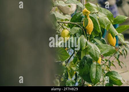 Zitronenbaum mit ein paar kleinen jungen Zitronen. Kopieren Sie den Platz auf der linken Seite in unscharfem Stil und weichem Fokus Stockfoto