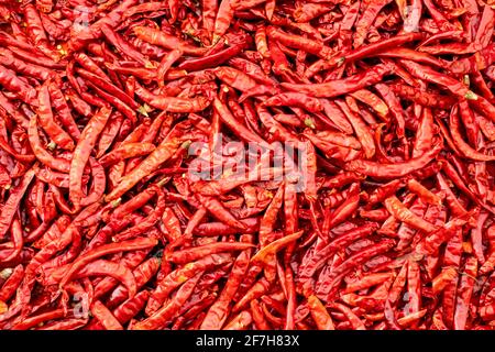 Getrocknete rote Chilis werden zum Trocknen unter Sonnenlicht aufbewahrt, damit sie zerkleinert und als Aroma in Lebensmitteln verwendet werden können. Stockfoto