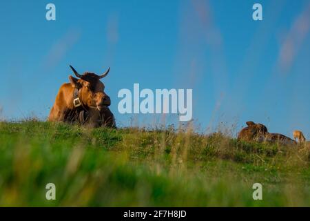 Braune Kuh mit Hörnern entspannt sich an einem warmen sonnigen Sommertag auf einem großen Weidefeld auf dem Velika Planina-Hochplateau in Slowenien. Stockfoto