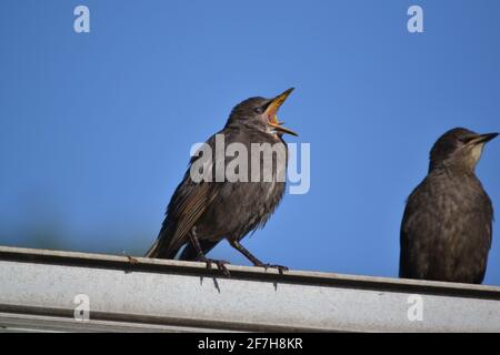 Stare - Sturnus Vulgaris - Juvenile Birds - Singing in the Sunshine - Open Mouth - Filey UK Stockfoto