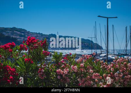 Garten mit roten und rosa Blumen vor einem Yachthafen oder geparkten Yachten, mit Meer und Ufer im Hintergrund. Boote, die sich hinter der Blumenwand verstecken. Stockfoto