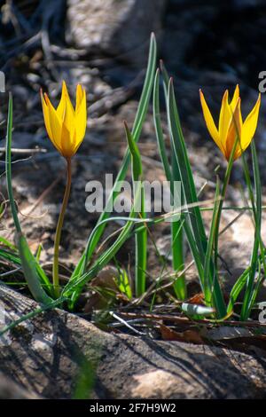 Vertikale Nahaufnahme von Wild Tulip (Tulipa Sylvestris) Stockfoto