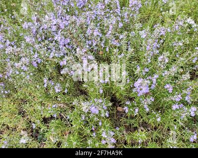 Usa. Februar 2021. Aufnahme eines Rosmarinbusches in Lafayette, Kalifornien, 16. Februar 2021. (Foto: Smith Collection/Gado/Sipa USA) Quelle: SIPA USA/Alamy Live News Stockfoto