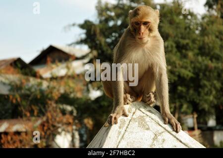 Affe in den Po Win Taung Höhlen in der Nähe von Monywa, Myanmar Stockfoto