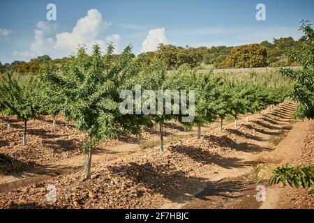Reihe von Mandelbäumen in intensivem Anbau Stockfoto