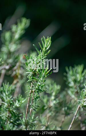 Nahaufnahme von Salvia jordanii, Mitglied der Münzstätte Familie Stockfoto