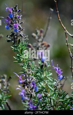 Nahaufnahme von Salvia jordanii, Mitglied der Münzstätte Familie Stockfoto