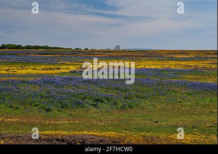 North Table Mountain Super Bloom, Oroville, Kalifornien Stockfoto