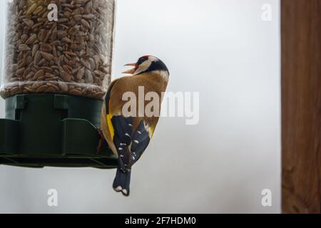 Nahaufnahme eines Goldfinkens, der auf dem Vogel speist Feeder Sonnenblume Herz Samen Stockfoto