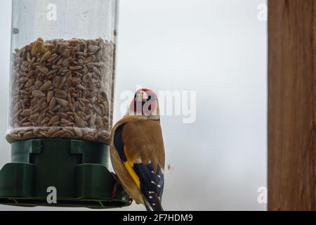 Nahaufnahme eines Goldfinkens, der auf dem Vogel speist Feeder Sonnenblume Herz Samen Stockfoto