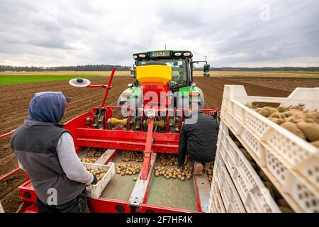 Frühe Kartoffeln werden in den Boden des Feldes mit einem Pflanzer, Landwirtschaft, Frühjahr, Stockfoto