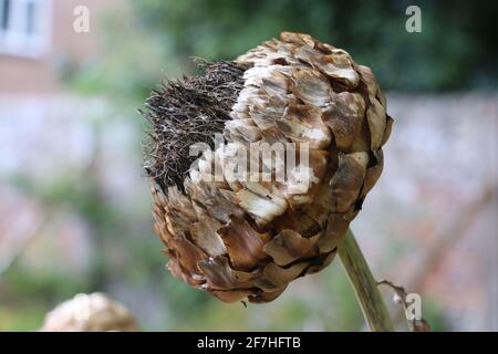 Globe Artischocke oder Cardoon, Cynara cardunculus, braun getrockneter Samenkopf im Winter, Makro-Seitenansicht Stockfoto