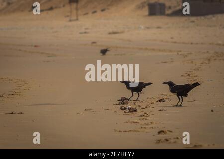 Ein Paar schwarze Krähen am Sandstrand, die übrig gebliebene Fische fressen und dabei den Kopf heben. Zwei Krähen während einer Mahlzeit. Stockfoto