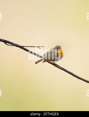 Isoliert Robin Redbreast auf einem Ast im Frühjahr mit Weiß Blüte Stockfoto