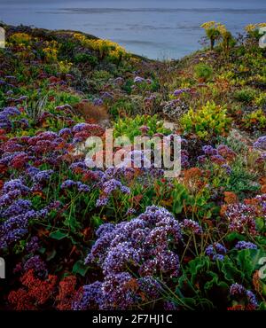 Limonium, Sea Lavender, Coreopsis, Leo Carrillo State Beach, Malibu, Kalifornien Stockfoto