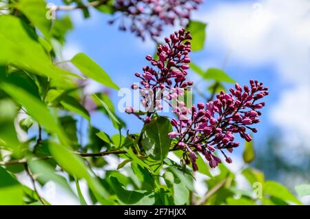 Fliederblüten blühen im Frühling am blauen Himmel Stockfoto