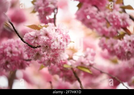 Japanische Kirschblüte im Frühling blühende Kirschbaumzweig Stockfoto