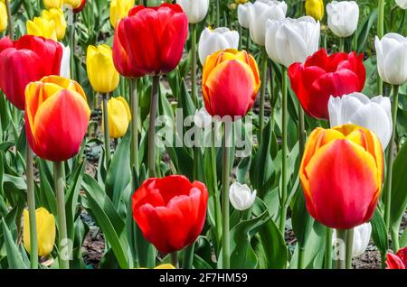 Natürlicher Hintergrund mit einer farbenfrohen, blühenden Tulpe Stockfoto