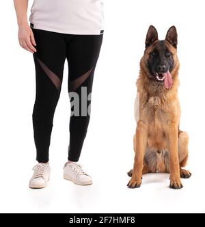 Junger belgischer Schäferhund Malinois sitzt auf weißem Hintergrund Stockfoto