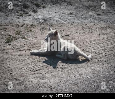 Verketteten Schlittenhund oder Husky in Ilulissat, Grönland. Stockfoto