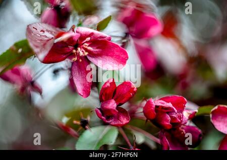 Nahaufnahme der roten Apfelblüten im Frühling Stockfoto